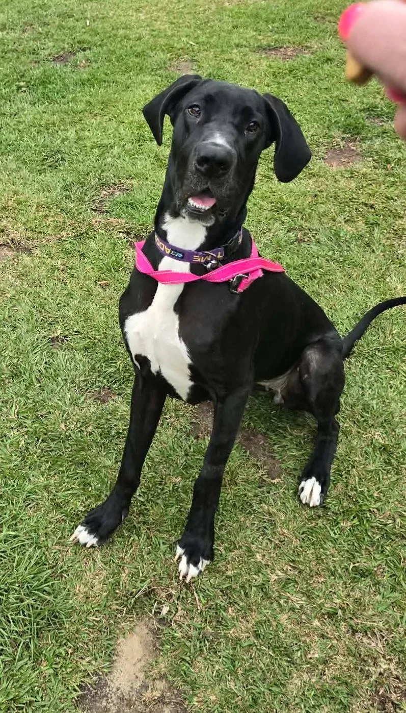 A young extra large-sized female Great Dane dog named Stella for adoption in Pensacola, FL