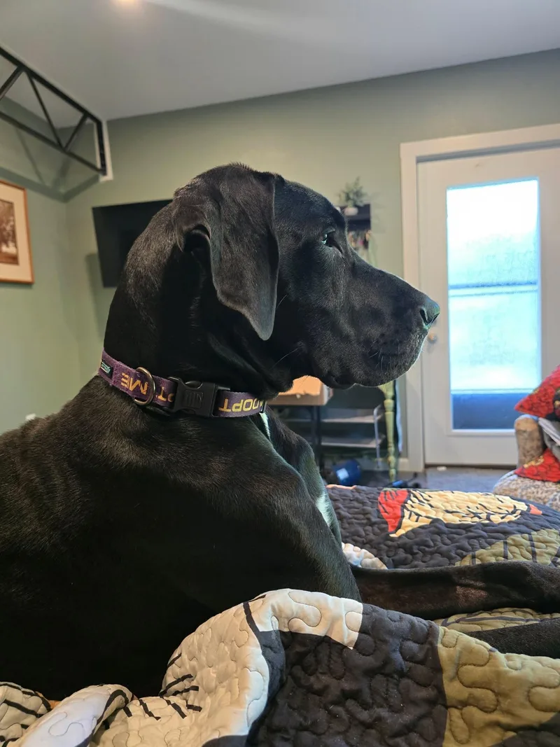 Stella thumbnail 2