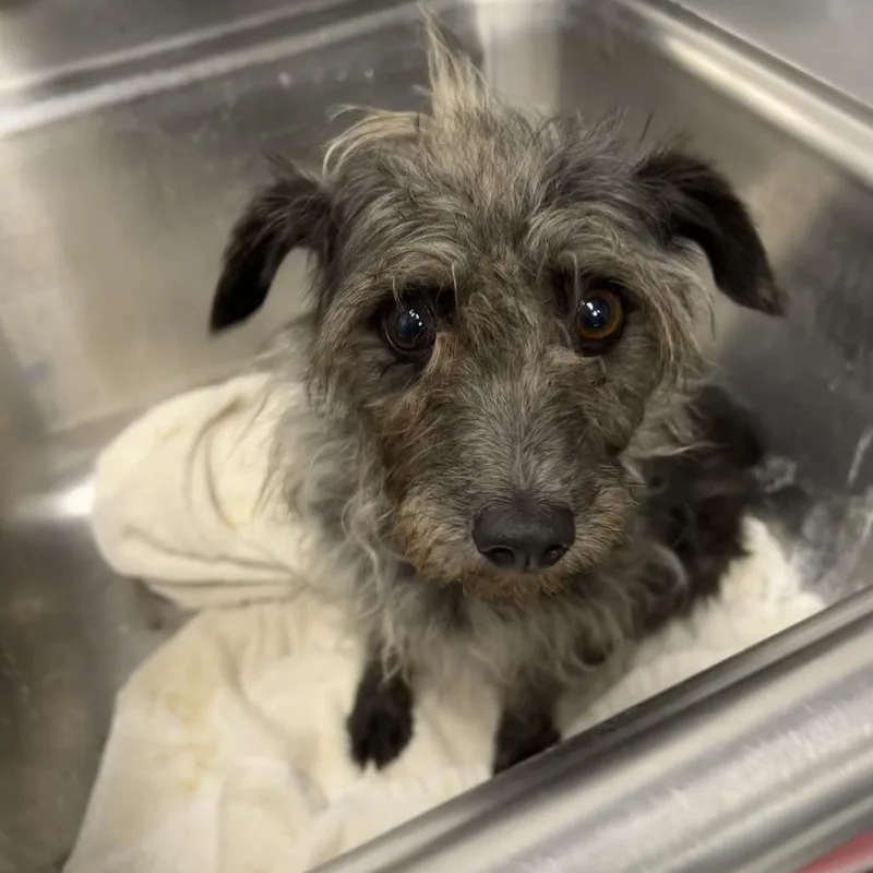 An adult small-sized female Gray / Blue / Silver Yorkshire Terrier dog named Navy for adoption in Birmingham, AL
