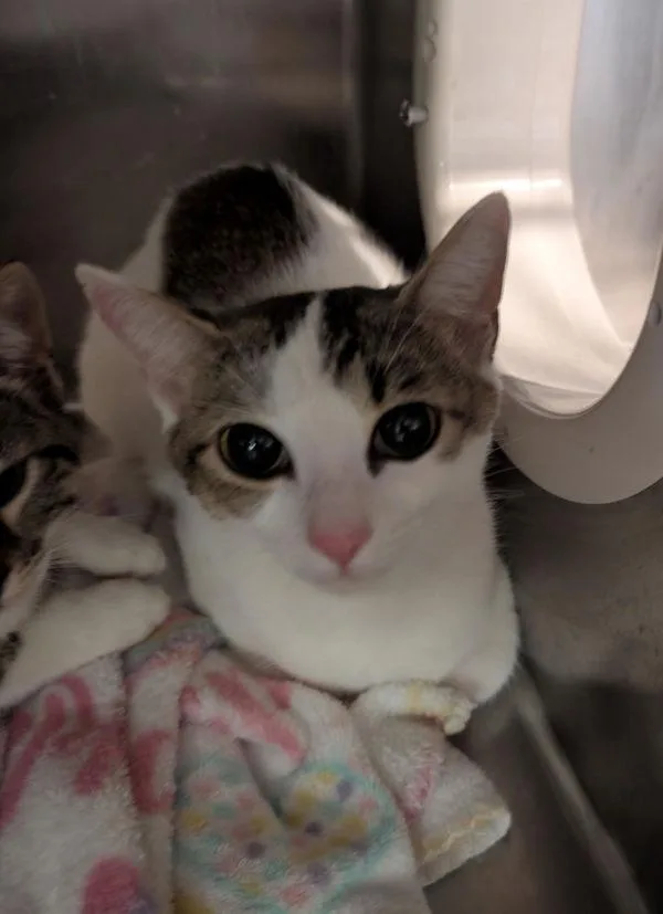 A young medium-sized female Domestic Short Hair cat named Princess for adoption in Cleveland, TN