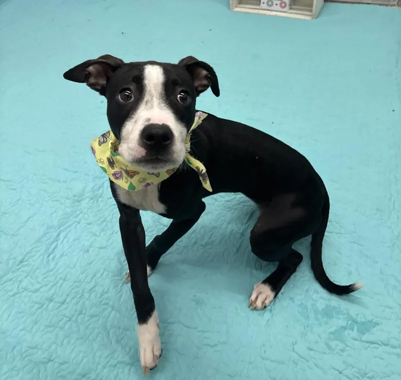 A baby medium-sized female Mixed Breed dog named Queen for adoption in Detroit, MI