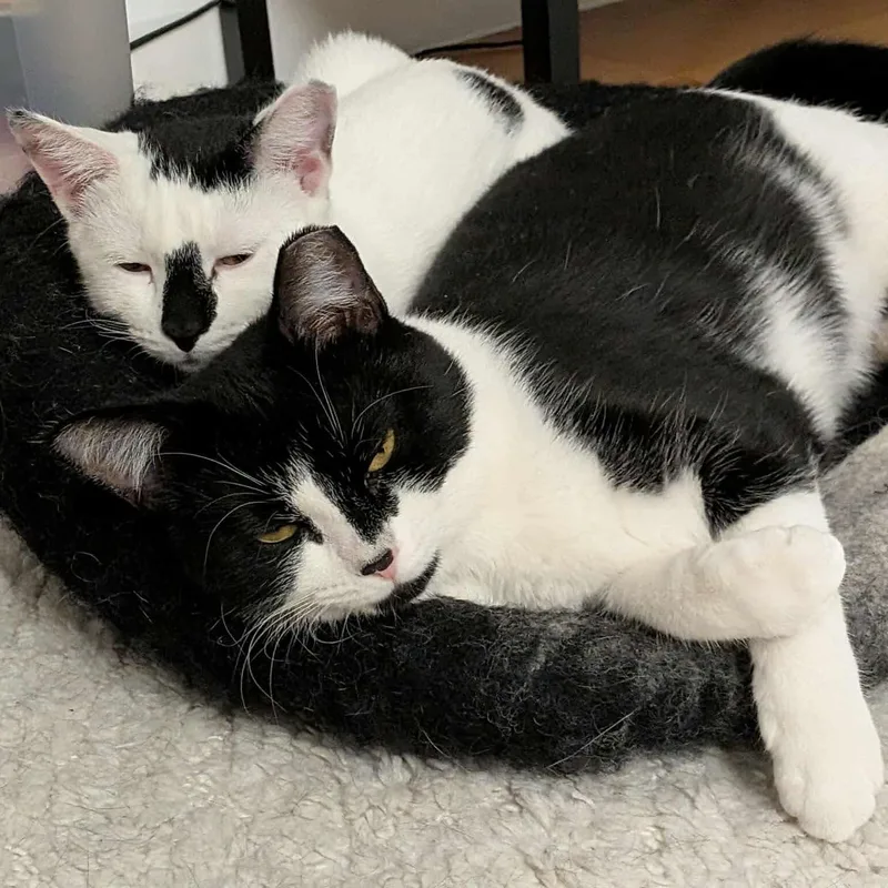 A young medium-sized female Black & White / Tuxedo Domestic Short Hair cat named Daisy & Lily  for adoption in Forest Hills, NY