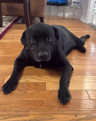 A senior large-sized male Labrador Retriever dog named Puppers for adoption in Gainesville, FL