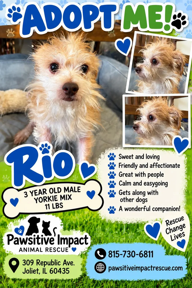 An adult small-sized male Yorkie Poo dog named Rio for adoption in Joliet, IL