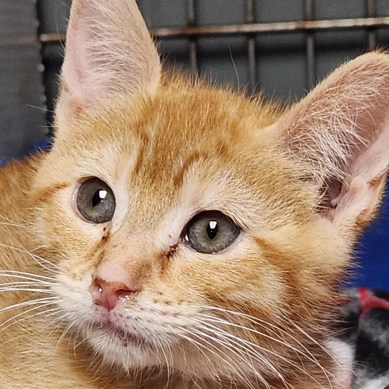 A baby small-sized female Orange / Red Domestic Short Hair cat named WingstopK for adoption in Corsicana, TX