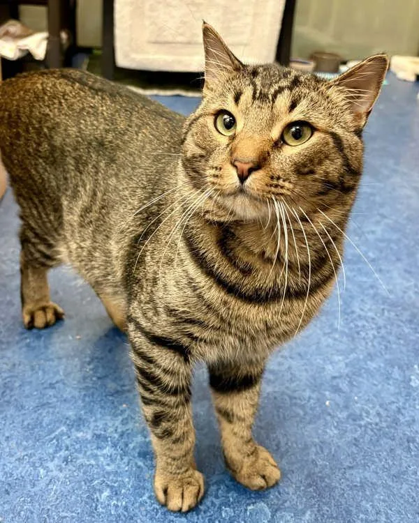 A young small-sized male Domestic Short Hair cat named Creed for adoption in Novato, CA