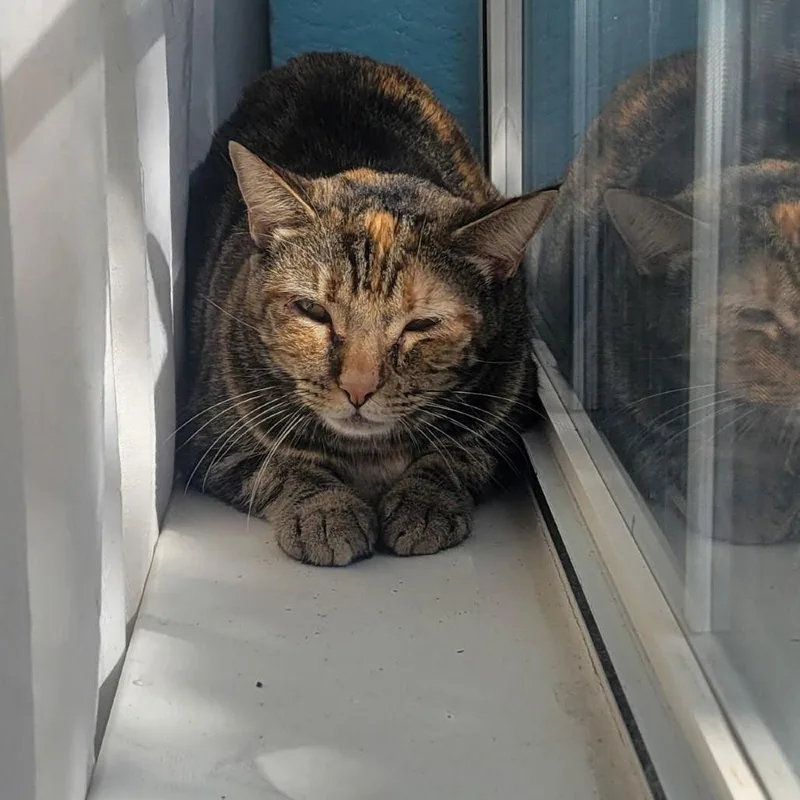 Theodora thumbnail 3