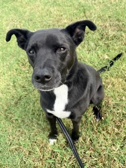 An adult large-sized male Black Mixed Breed dog named Rocko for adoption in Kansas City, MO