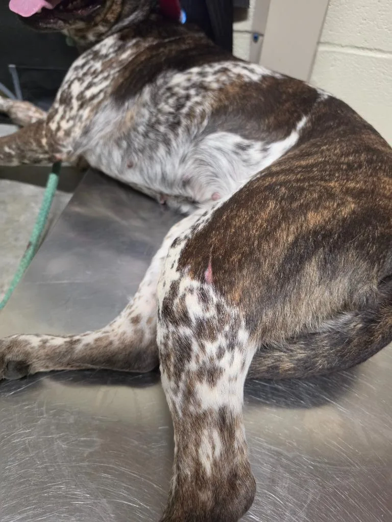 An adult medium-sized female Australian Cattle Dog / Blue Heeler dog named Midnight for adoption in Shelbyville, TN