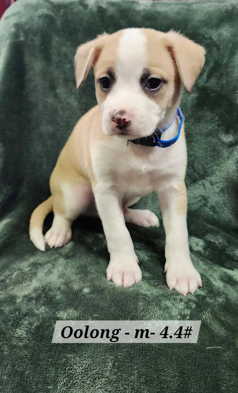 A baby medium-sized male Terrier dog named Oolong for adoption in Hillside, IL