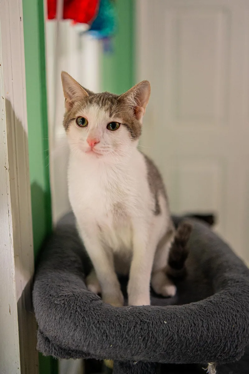 A baby medium-sized male White Domestic Short Hair cat named Felix for adoption in Dellslow, WV