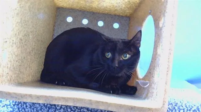 A young medium-sized male Domestic Short Hair cat named Midnight for adoption in Gardena, CA