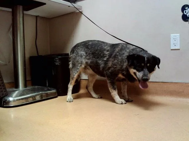 An adult large-sized female Australian Cattle Dog / Blue Heeler dog named Princess Fiona for adoption in Martinez, CA