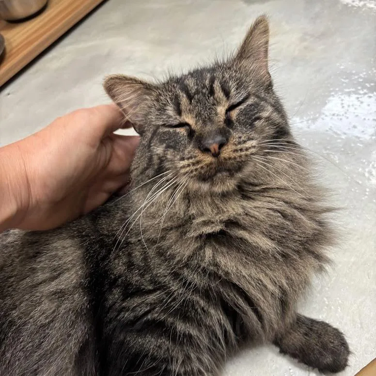 An adult large-sized female Domestic Long Hair cat named Venus for adoption in Kennett Square, PA