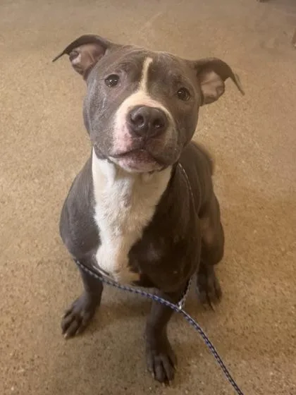 A baby medium-sized male Gray / Blue / Silver Pit Bull Terrier dog named Klokers for adoption in Cleveland, OH
