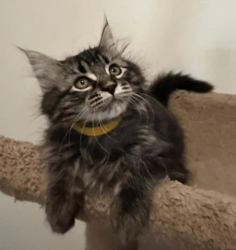 A baby small-sized female Gray / Blue / Silver Domestic Medium Hair cat named Kit Kat for adoption in Blaine, MN
