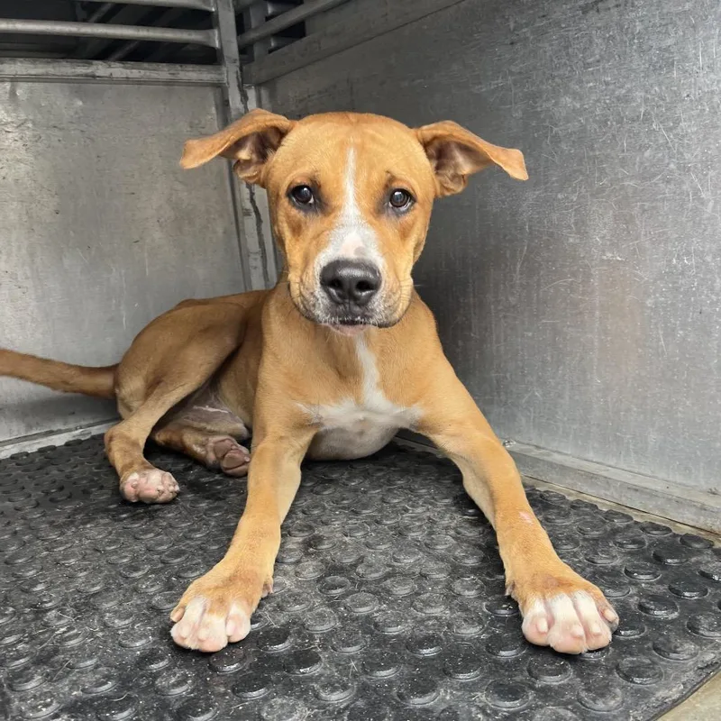 An adult medium-sized male Brown / Chocolate Shepherd dog named Corbin Blue for adoption in Edinburg, TX