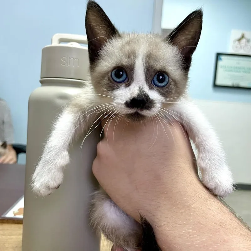 A baby small-sized female Cream / Ivory Domestic Short Hair cat named Leaf Clover for adoption in Carencro, LA