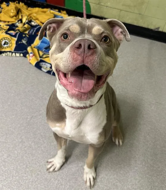 An adult large-sized female Pit Bull Terrier dog named Honey for adoption in Indianapolis, IN