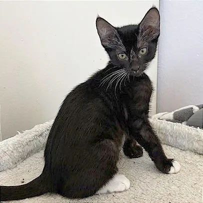 A baby small-sized female Black Domestic Short Hair cat named Twister for adoption in Pleasant Hill, CA