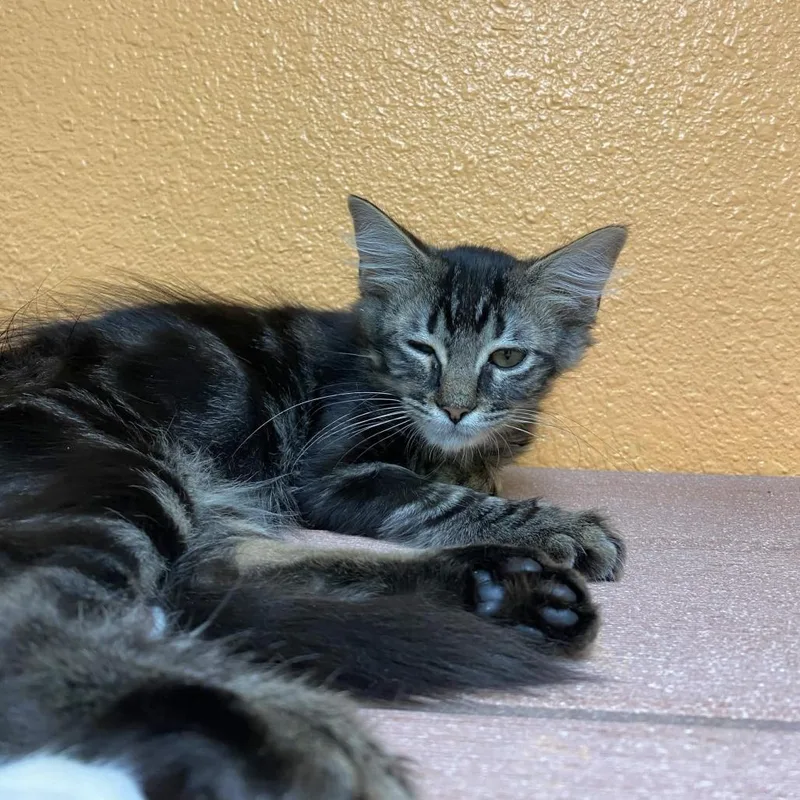 A baby small-sized male Brown / Chocolate Domestic Long Hair cat named Maximus for adoption in Fresno, CA