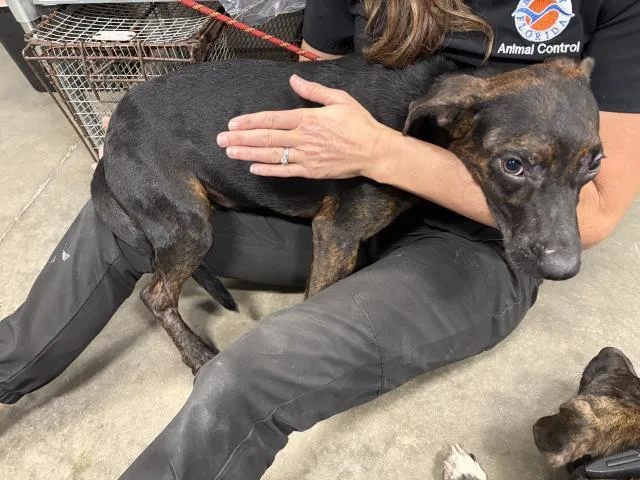 A young medium-sized male Hound dog named Matthew for adoption in Panama City, FL