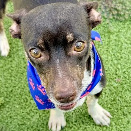 An adult small-sized female Chihuahua dog named Princess for adoption in Largo, FL