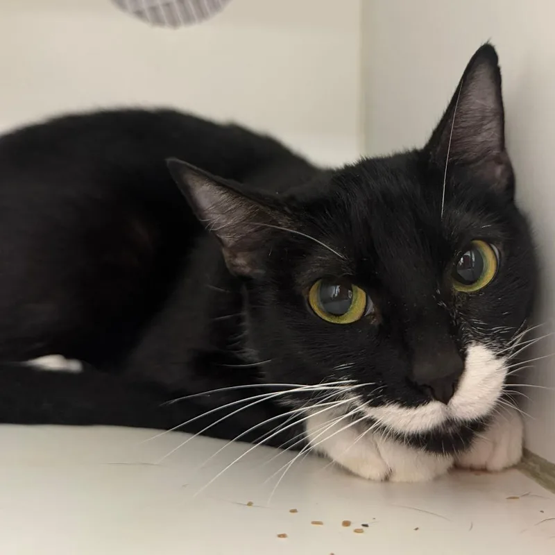 An adult medium-sized female Black Domestic Short Hair cat named Fuzzy for adoption in Hattiesburg, MS