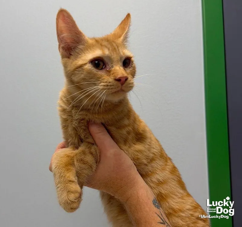 A baby medium-sized male Orange / Red Domestic Short Hair cat named Phil for adoption in Washington, DC