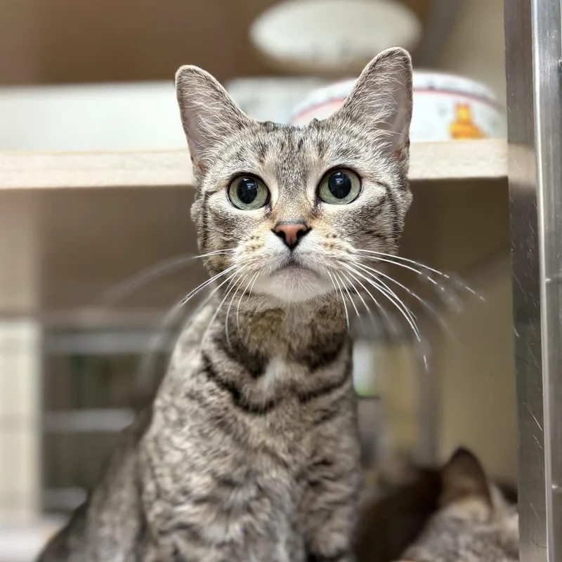 An adult medium-sized female Gray / Blue / Silver Domestic Short Hair cat named Priestess for adoption in Lynchburg, VA