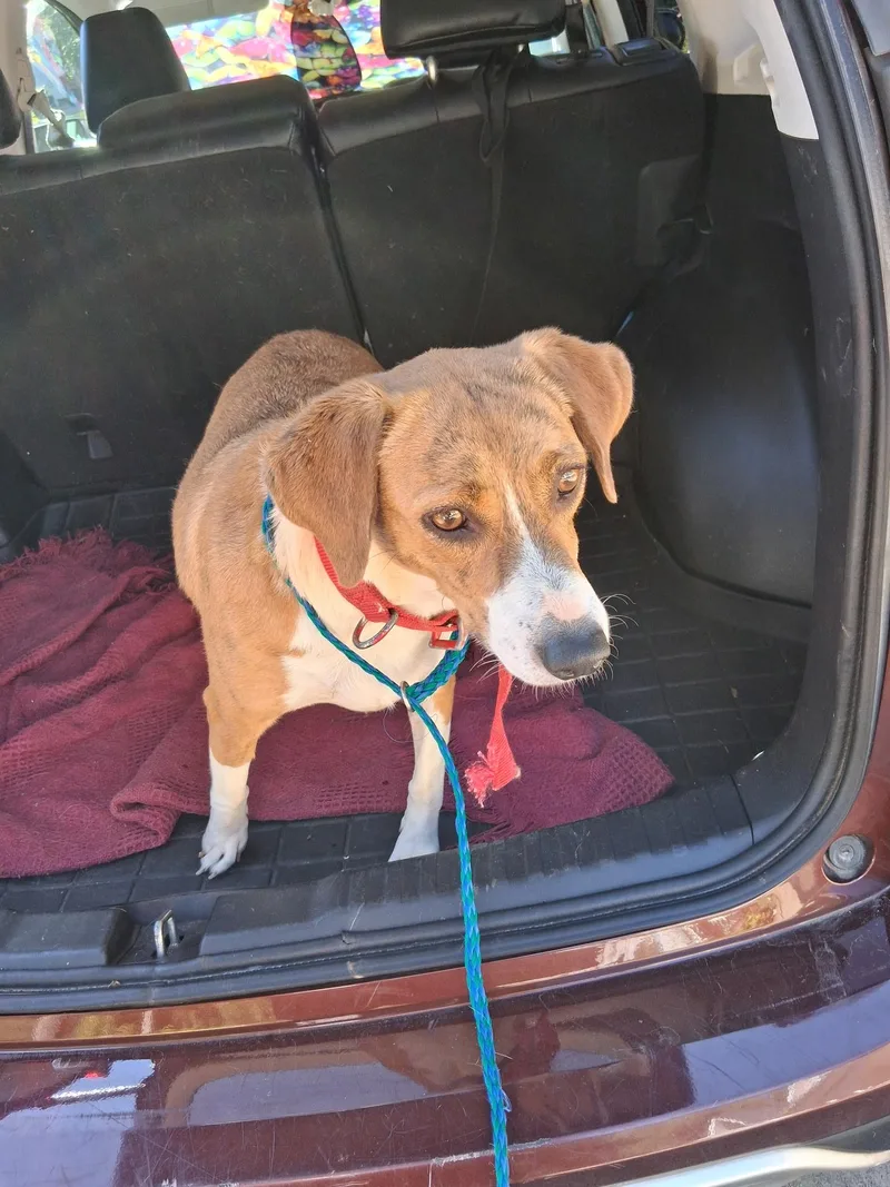 A young medium-sized female Beagle dog named Sweet Annie for adoption in Angier , NC