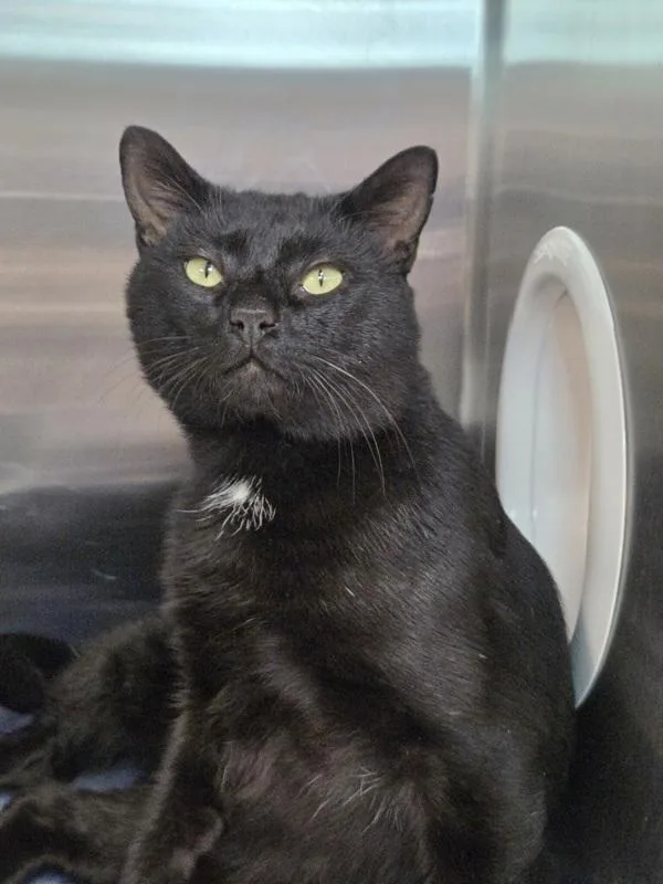 An adult large-sized male Domestic Short Hair cat named Ozark for adoption in Millersville, MD