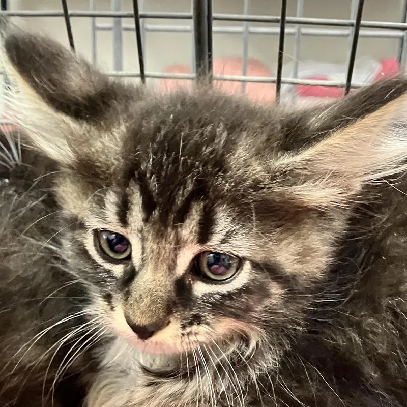A baby small-sized female Domestic Medium Hair cat named 111794 for adoption in Las Cruces, NM