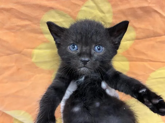 A baby small-sized male Domestic Short Hair cat named Nightshade for adoption in Pensacola, FL