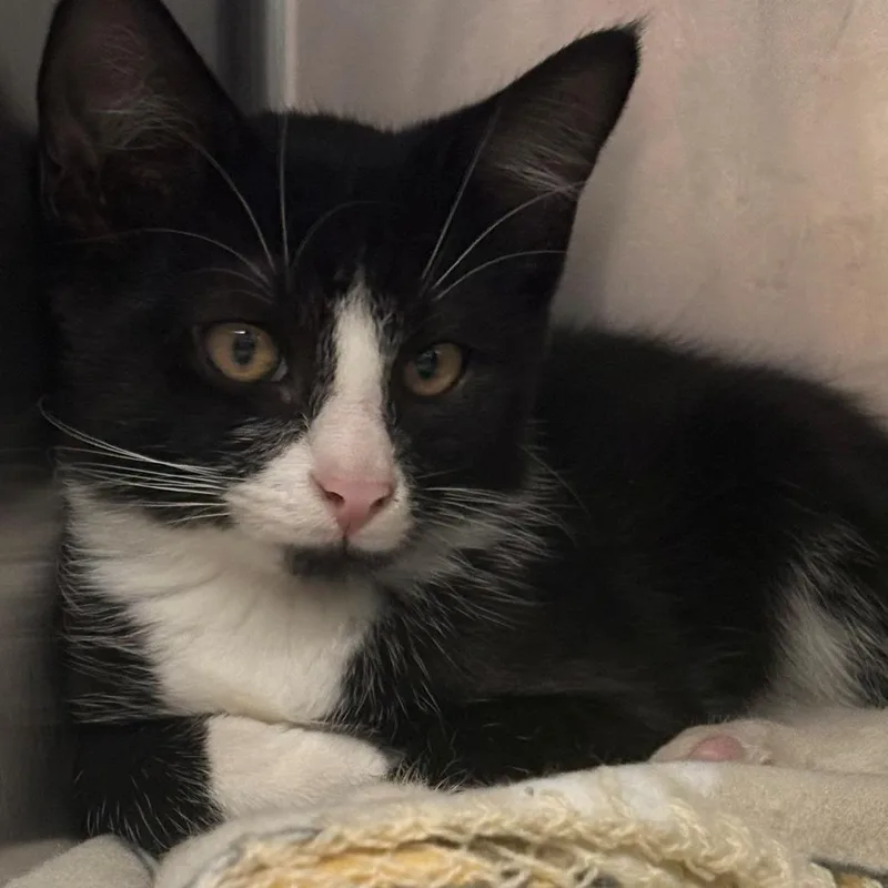 A baby small-sized male Black Domestic Short Hair cat named Antonio for adoption in East Hanover, NJ