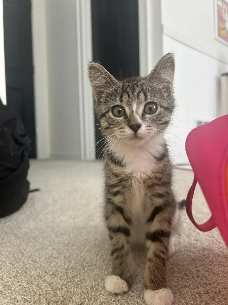 A baby medium-sized female Domestic Short Hair cat named Poppy Coco for adoption in Minneapolis, MN