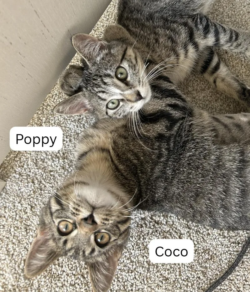 Poppy  Coco thumbnail 3