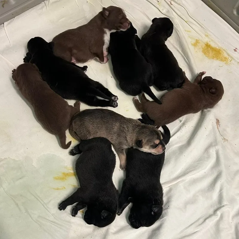A baby medium-sized female Labrador Retriever dog named Taylor for adoption in LOXAHATCHEE, FL