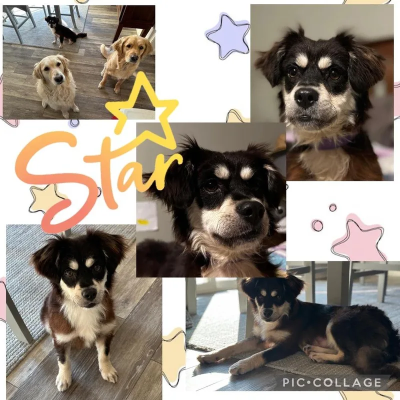 Star thumbnail 4