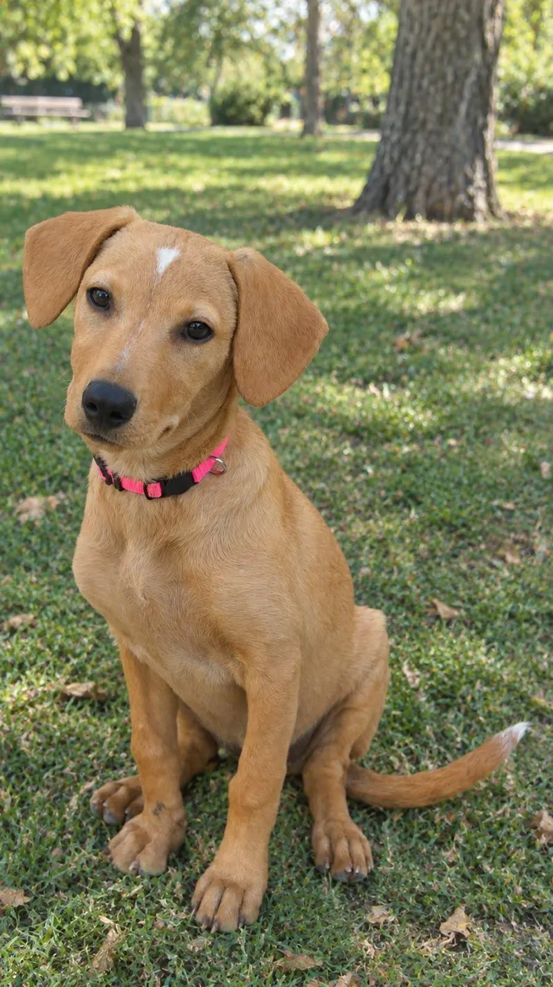 A baby medium-sized female Labrador Retriever dog named Antonella for adoption in San Diego, CA