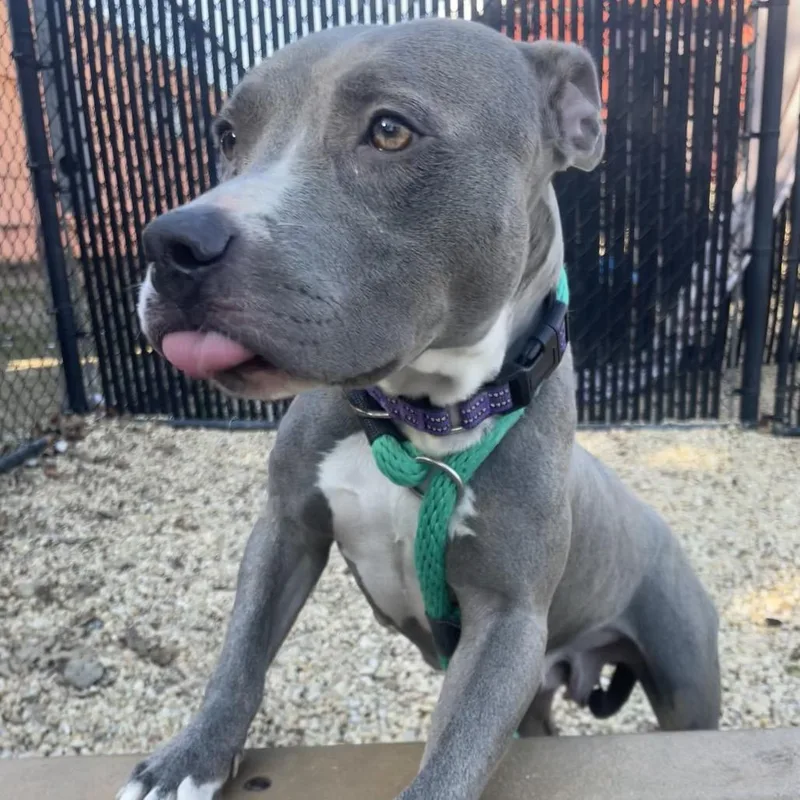 An adult large-sized female Yellow / Tan / Blond / Fawn Mixed Breed dog named Chanel for adoption in Philadelphia, PA
