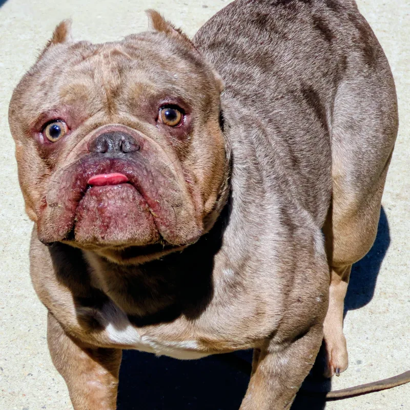 An adult medium-sized male Merle (Red) American Bully dog named Dinero for adoption in Amityville, NY