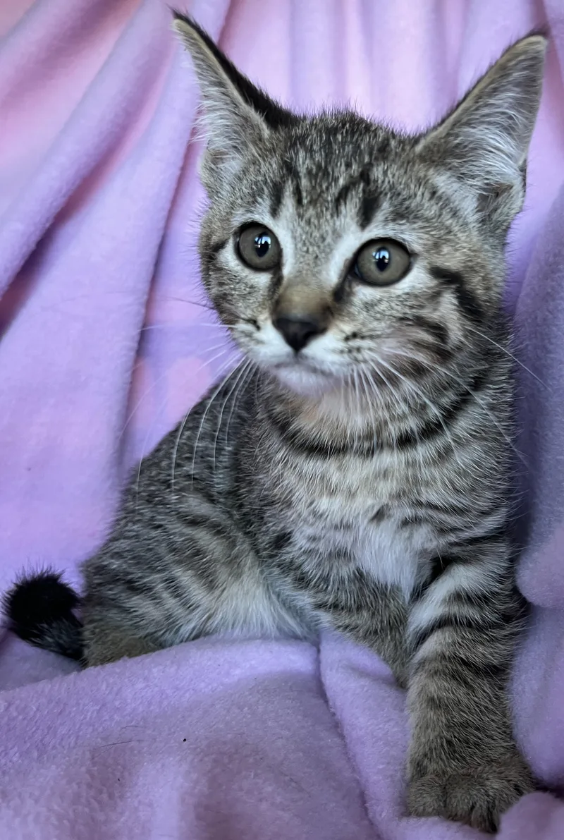 A baby medium-sized female Bengal cat named Samosa for adoption in Hood RIver, OR