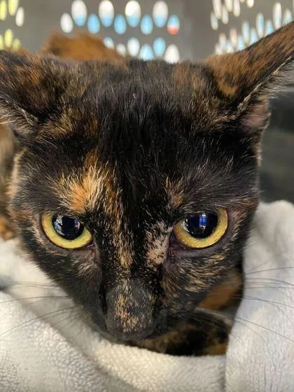 An adult small-sized female Domestic Short Hair cat named Resees for adoption in Daytona Beach, FL