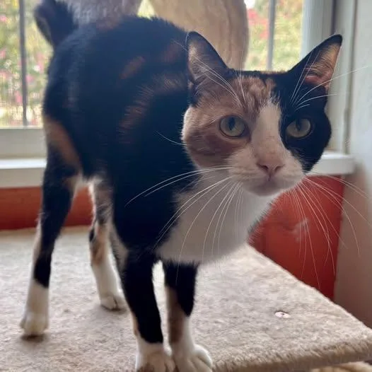 A young medium-sized female Calico Domestic Short Hair cat named Trixie at Fat Cat for adoption in Tallahassee, FL