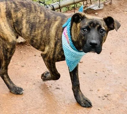A baby small-sized female Mixed Breed dog named Wesley Snoops $ for adoption in Seneca, SC