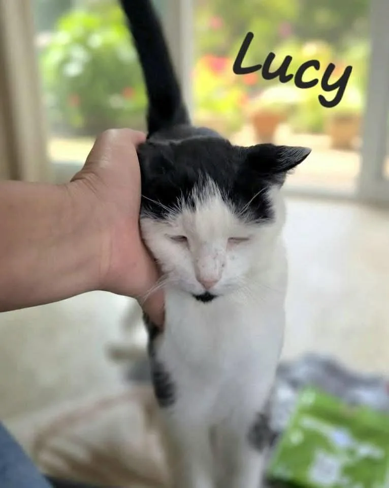 A senior medium-sized female Black & White / Tuxedo Domestic Short Hair cat named Lucy for adoption in Spring Lake, NJ
