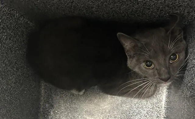 A baby small-sized female Domestic Short Hair cat named Bobo for adoption in Olathe, KS