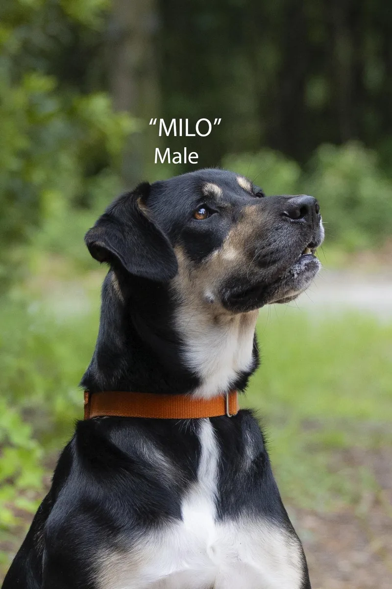 Milo thumbnail 2