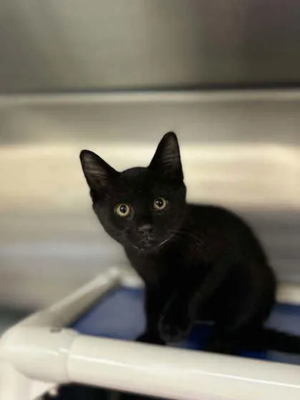 A baby small-sized male Domestic Short Hair cat named Chompers for adoption in Munster, IN